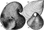 Four varieties of mollusks from the Mesozoic time: "391, Exogyra costata; 392, Inoceramus problematicus; 393, Gryphaea vesicularis; 394, G. Pitcheri." -Dana, 1883