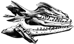 The jaw bones of the Mosasaurus, a great snake-like reptile of the Cretaceous Period.
