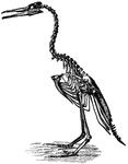 The Hesperornis regalis was an ancient bird of the Cretaceous Period.