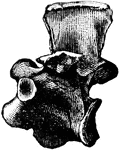 A vertebrae of the Hesperornis regalis, an ancient bird of the Cretaceous Period.