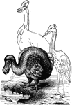 The dodo and the solitaire: two extinct birds of the modern time.