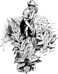A farmer tending his tobacco plants.