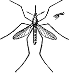 Adult harmless mosquito.