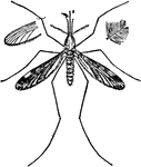 Adult harmful mosquito