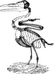 The ichthyornis an ancient bird of the Cretaceous Period.