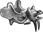 The skull and upper jaw of an early rhinoceros-like mammal from the Cenozoic time.