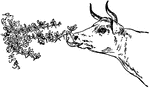 The image shows a cow grazing on a thorn-tree. A cow and many other animals graze with their tongue going from underneath the plant. That is why the thorn-tree's thorns have adapted to point mostly downward for protection.