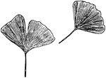 A gingko leaf.