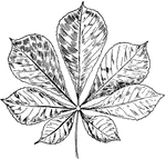A horse-chestnut leaf.