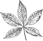 A buckeye leaf.
