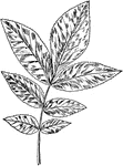 A hickory leaf.