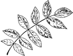 A butternut leaf.