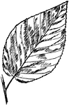 A black birch leaf.