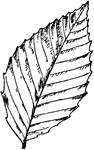 An American beech leaf.