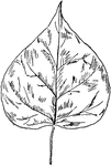 A catalpa leaf.