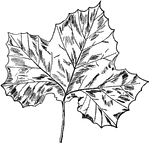 A leaf from a sycamore tree.