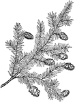 "A branch of hemlock bearing leaves and cones." -University Society, 1920
