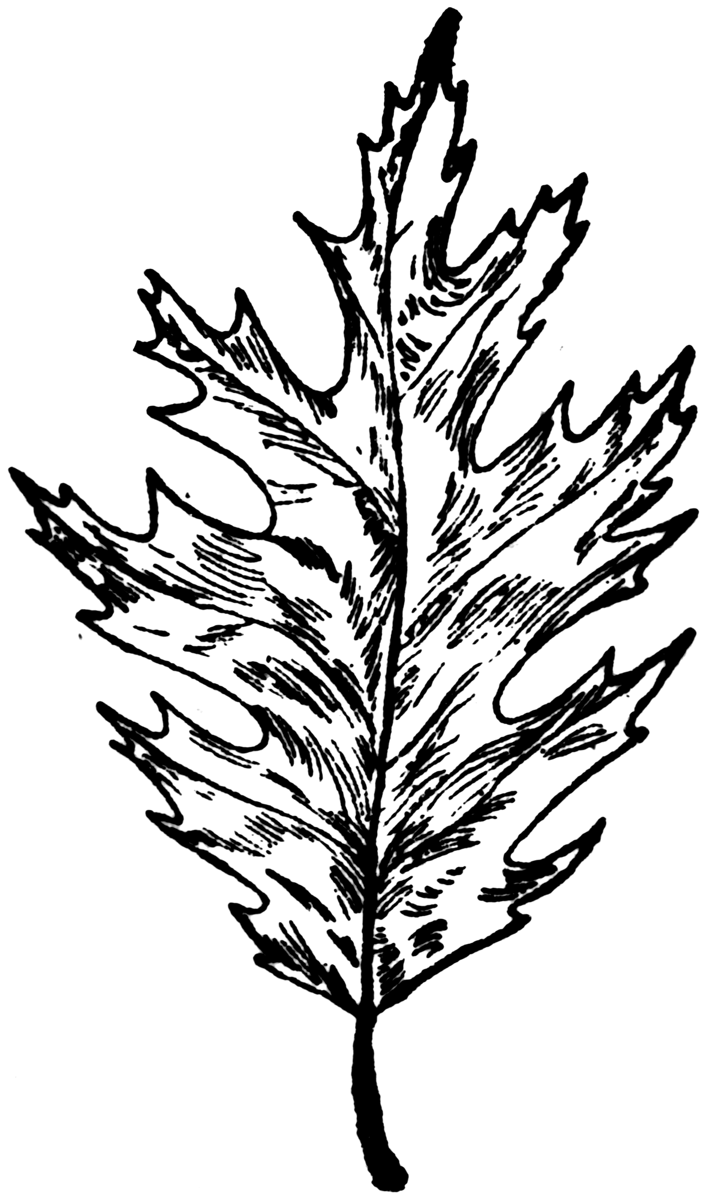 Лист дуба рисунок