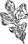 The leaf of a post-oak tree.