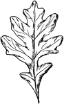 The leaf of a white oak tree.