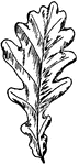 The leaf of a English oak tree.