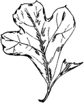 The leaf of a Black-jack oak tree.