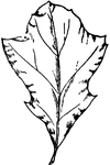 The leaf of a Black oak tree.