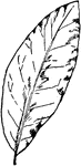 The leaf of a laurel-oak tree.