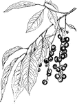 The leaves and fruit of the wild black cherry tree.