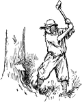 A woodman chopping down a tree.