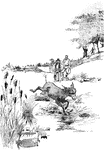 Two men chasing after a donkey that escaped from the farm.