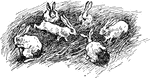 Six rabbits.