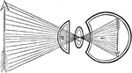 In passing through the crystalline, the rays cross each other, so that those rays which pass from the lower part of an object are presented uppermost in the bottom of the eye and the reverse, so that the images of object are always inverted, or bottom side upwards. Labels: a, the aqueous; c, the crystalline; v, the vitreous humor.
