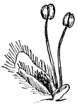 This shows the staminate flower of the Willow, (Keeler, 1915).
