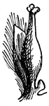 This shows the pistillate flower of the Willow, (Keeler, 1915).