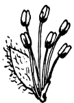 This shows the staminate flower of the Black Willow, Salix nigra, (Keeler, 1915).
