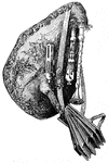A small French bagpipe operated with a bellows and having a soft sound.