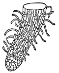 This shows a typical root cap and root hairs, (Keeler, 1915).