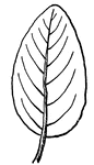 This shows an ovate leaf.
