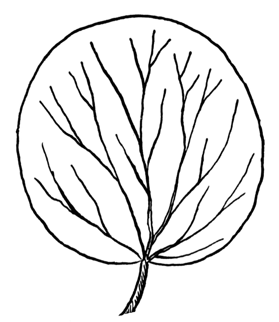 Orbicular Leaf Shape ClipArt ETC Orbicular Leaf Shape ClipArt ETC