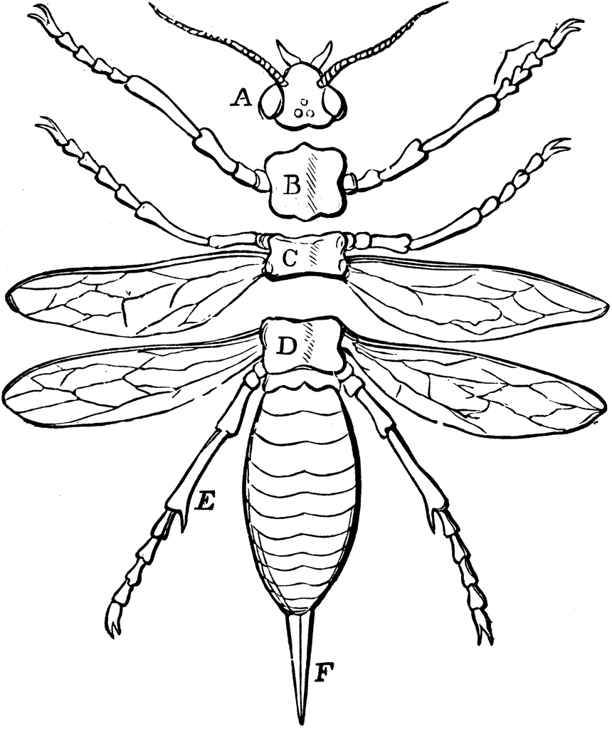 Parts Of An Insect Printable