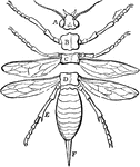 "A, the head; B, C, D, segments of the thorax; E, abdomen; F, ovipositor." -Cooper, 1887