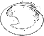 "a, a', impressions of the muscles; p, pallial line; s, bend occupied by the siphon; h, hinge; c, t, t', teeth." -Cooper, 1887