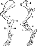 "Fore and Hind Leg of a Tapir. A, scapula; I, ilium, or shinbone of pelvis; H, humerus; F, femur; O, olecranon, or tip of the elbow; P, patella; U, ulna; T, tibia; R, radius; Fi, fibula." -Cooper, 1887