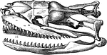 "Skull of Boa constrictor. a, quadrate bone; b, b, halves of lower jaw." -Cooper, 1887
