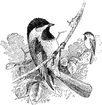 The chickadee, or Parus atricapillus.