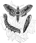 The three stages of metamorphosis for the moth: the larva, the pupa, and the adult moth. This particular variety is known as the horn worm.