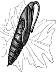 The pupa stage of the horn worm.