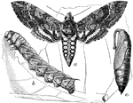 The three stages of metamorphosis for the moth: the larva, the pupa, and the adult moth. This particular variety is known as the southern tobacco worm.