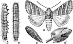 "The true bud worm (Heliothis rhexia): a, adult moth; b, full-grown larva, from side; c, same, from above; de, seed pod bored into by larva; e, pupa-natural size." -Department of Agriculture, 1899